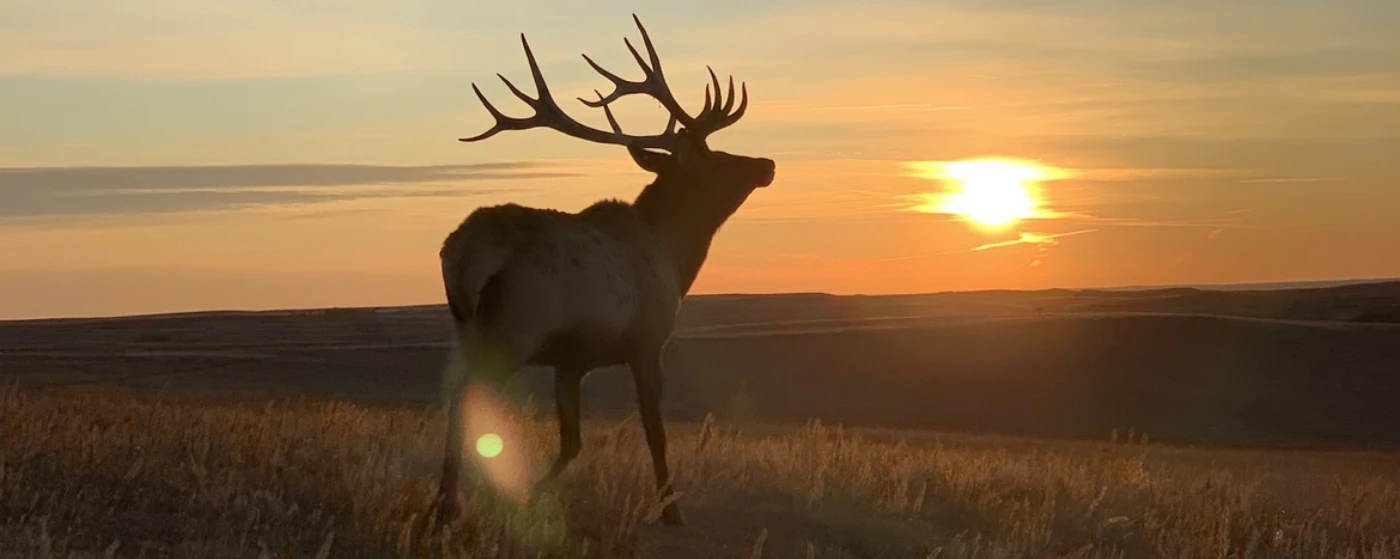 elk on grassland with sunset