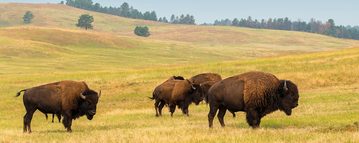 herd of buffalo on open grassland