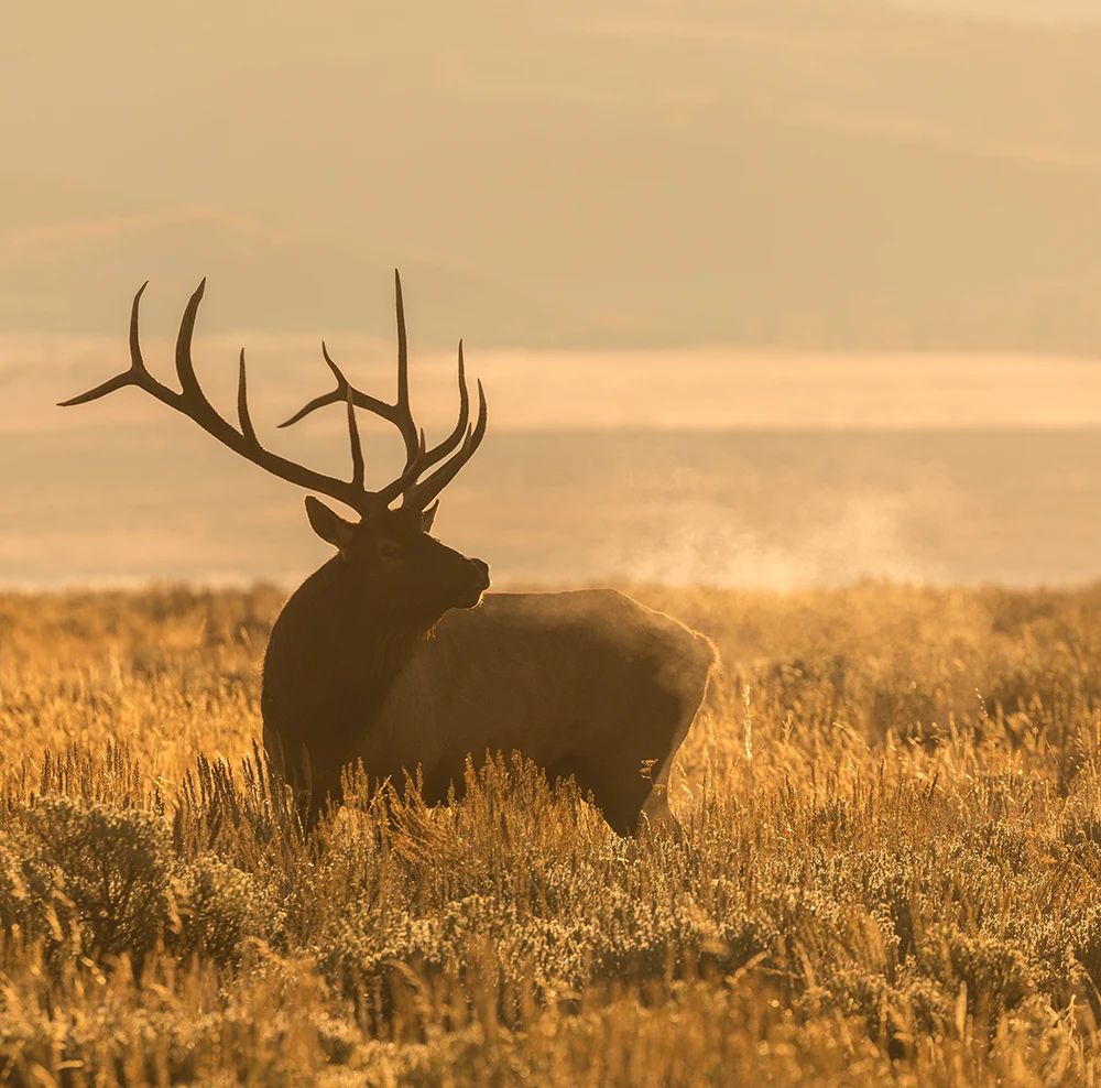 Bull Elk Bugling at Sunrise