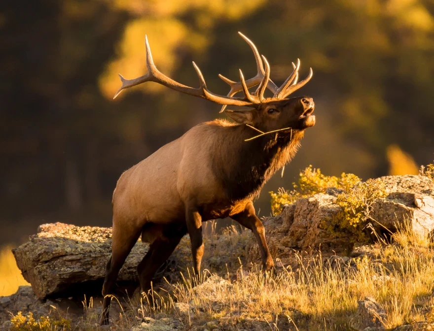 elk in the wilderness